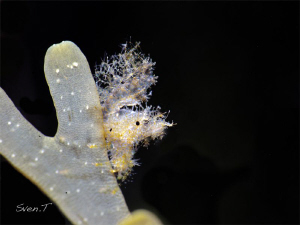 Hairy shrimp by Sven Tramaux 